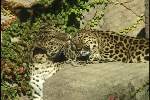 Leopard Licking Leopard Stock Footage 297831