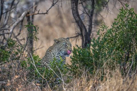 Leopard licking lips Stock Photos