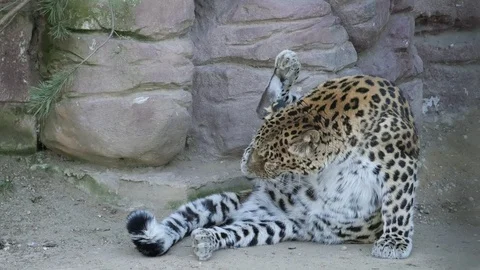 Leopard licks the front and hind legs. Video stock 127167279