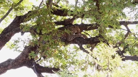 Leopard licks paw, grooms face reclined on tree branch, low angle view Stock Footage 336540983