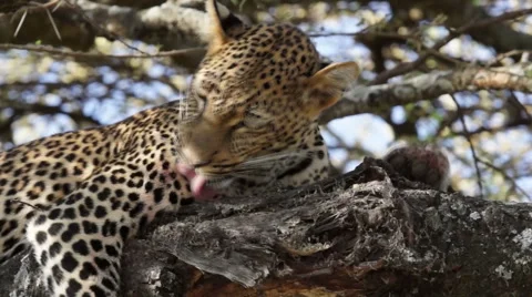 LEOPARD LICKS IN TREE 库存影片 48474780