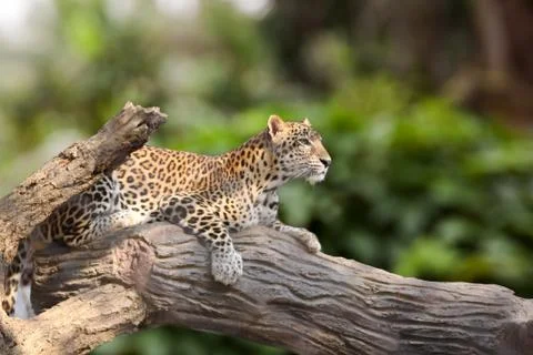 Leopard lie down Stock Photos