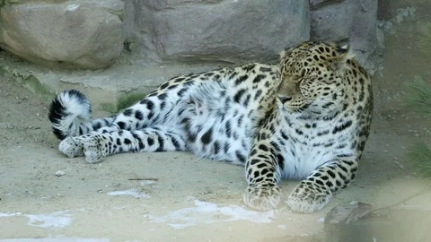 Leopard lies in the aviary of the zoo. Video stock 127166071