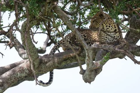 A leopard lies on the branches of a tree Stock Photos