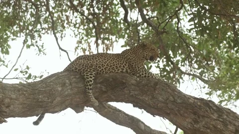 A leopard lies on a huge branch scanning her surroundings as the tree sways Stock Footage 346892859
