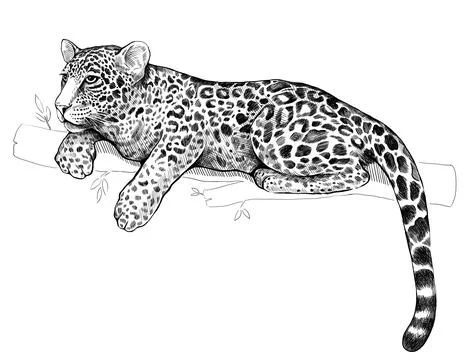 The leopard lies on a tree branch. Graphic black and white hand-drawn illustr Stock Illustration