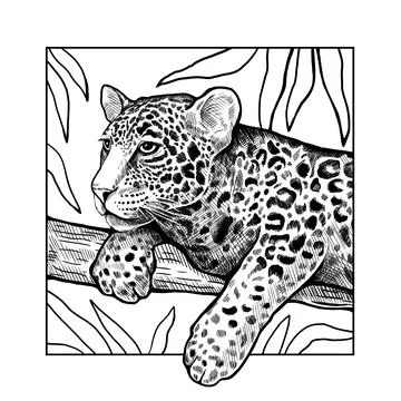 The leopard lies on a tree branch. Graphic black and white hand-drawn illustr Stock Illustration