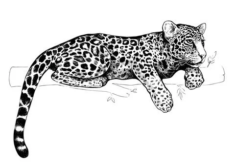 The leopard lies on a tree branch. Graphic black and white hand-drawn vector  Stock Illustration