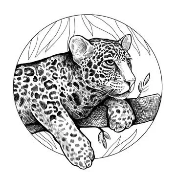 The leopard lies on a tree branch. Round graphic black and white hand-drawn i Stock Illustration