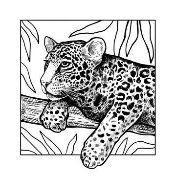 The leopard lies on a tree branch. Vector graphic black and white hand-drawn  Stock Illustration