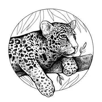 The leopard lies on a tree branch. Vector round graphic black and white hand- Stock Illustration