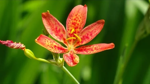 Leopard Lily with beautiful moving , transforming textures. 스톡 동영상 130997845