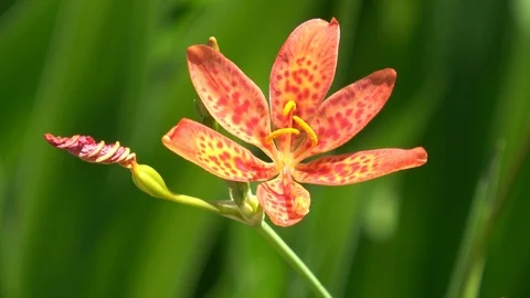 Leopard Lily in full bloom . Also called Belamcanda chinensis Video stock 111317865