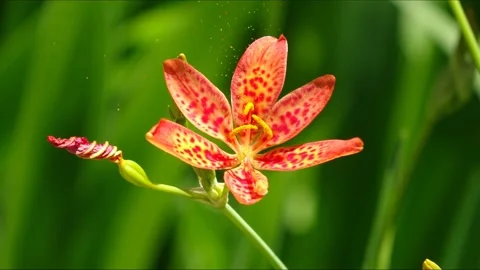 Leopard Lily releasing pollen. Computer visual effect for particles Stock-Footage 130997839