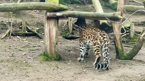 The leopard live shows how he pees. Stock video clip. 4K. Stock Footage 233276495