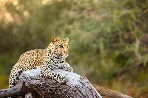 Leopard on a Log Stock Photos