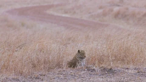 LEOPARD IN LONG GRASS MAASAI MARA KENYA AFRICA Stock Footage 76350216