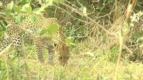 Leopard look up and walk away Stock Footage 10855456