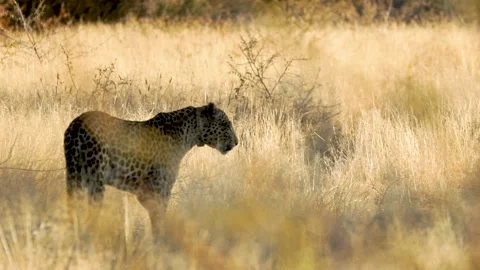 Leopard look back Stock Footage 152453354