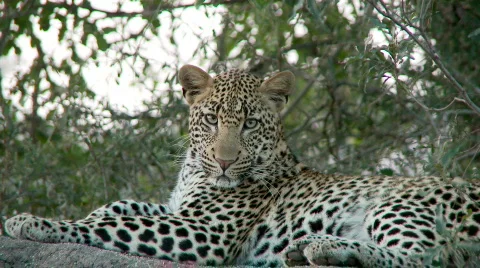Leopard looking about Stock Footage 638028