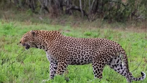  Leopard Looking Ahead in Grassland Stock Footage 328957914