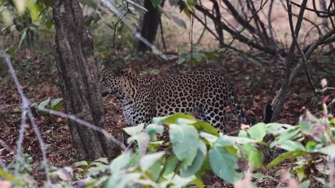 Leopard looking around before getting out of the foliage in Tadoba national park Stock Footage 327521884