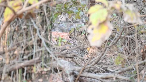 Leopard looking around the jungle cautiously in Todaba national park Stock Footage 272142735