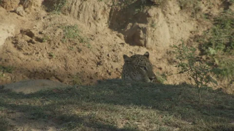 Leopard is looking around-Sri Lanka. Stock Footage 235548316