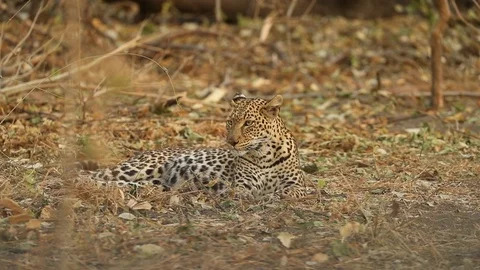 Leopard looking around while lying on ground 스톡 동영상 119279219