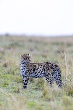 Leopard Looking back in the Grassland Stock Photos