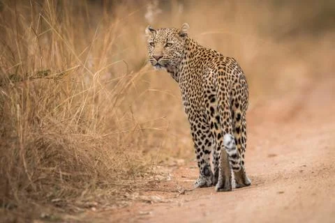 A Leopard looking back in the Kruger. Stock Photos