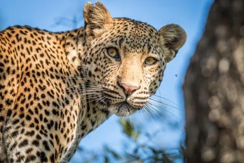 A Leopard looking back in the Kruger. Stock Photos