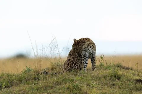 Leopard Looking back in the Savanna Stock Photos