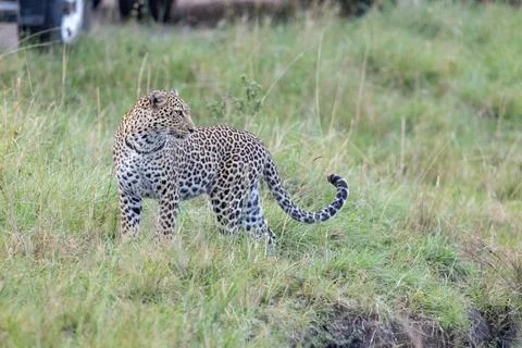 Leopard Looking back in the Tall Grass Stock Photos