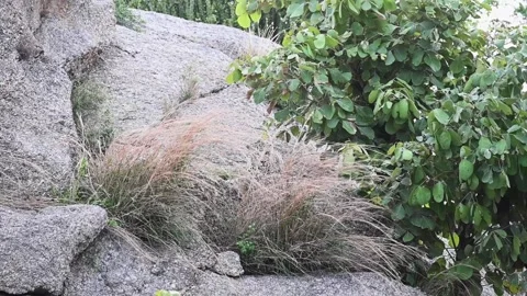 Leopard looking into the camera from behind the foliage in Jawai national park Stock Footage 280113301