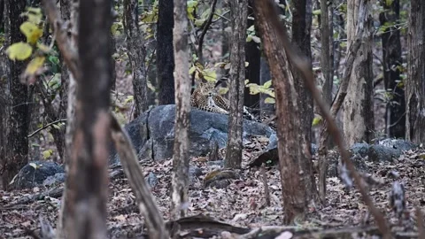 Leopard looking at the camera from a gap in the trees in Pench national park Stock Footage 274554267