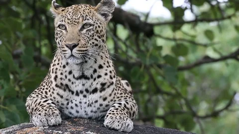 Leopard looking at camera in Kruger National Park on safari in South Africa Stock Footage 89699942