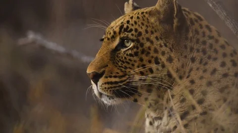 Leopard looking camera left Stock Footage 70776368