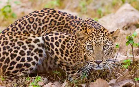 Leopard looking at camera, Panthera pardus, Maharashtra, India Foto stock