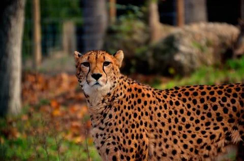 Leopard looking at the camera Stock Photos