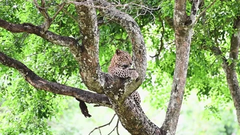 Leopard looking into the distance from a tree in Bandipur national park Video stock 279071720