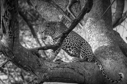 Leopard looking down Stock Photos