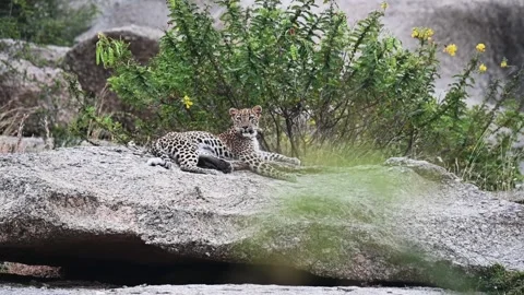 Leopard looking menacingly in the camera in Jawai national park Video stock 289842457