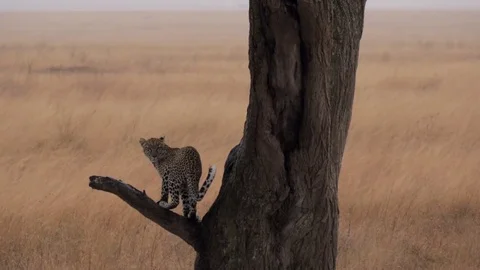 Leopard looking out on tree branch in the Serengeti, Tanzania Stock Footage 79592093