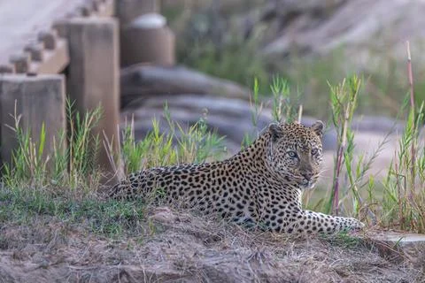 Leopard looking over shoulder Stock Photos