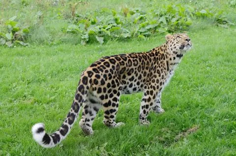 Leopard looking up Stock Photos