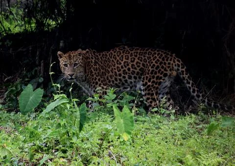 Leopard looking Foto stock