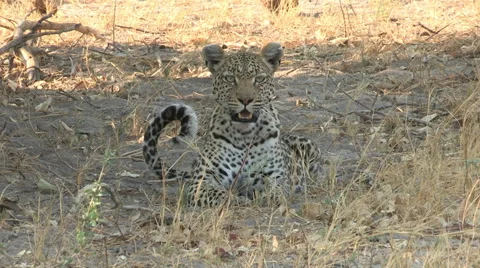 Leopard looking towards and snarling at camera Video stock 46374261