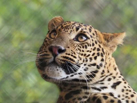 Leopard looking upward close up wildlife portrait Stock Photos