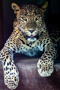 Leopard looking at you Stock Photos